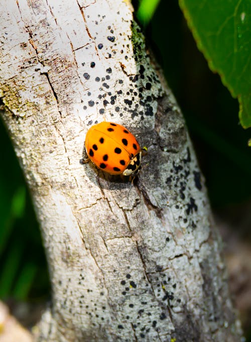 Free stock photo of beetle, tree, trunk