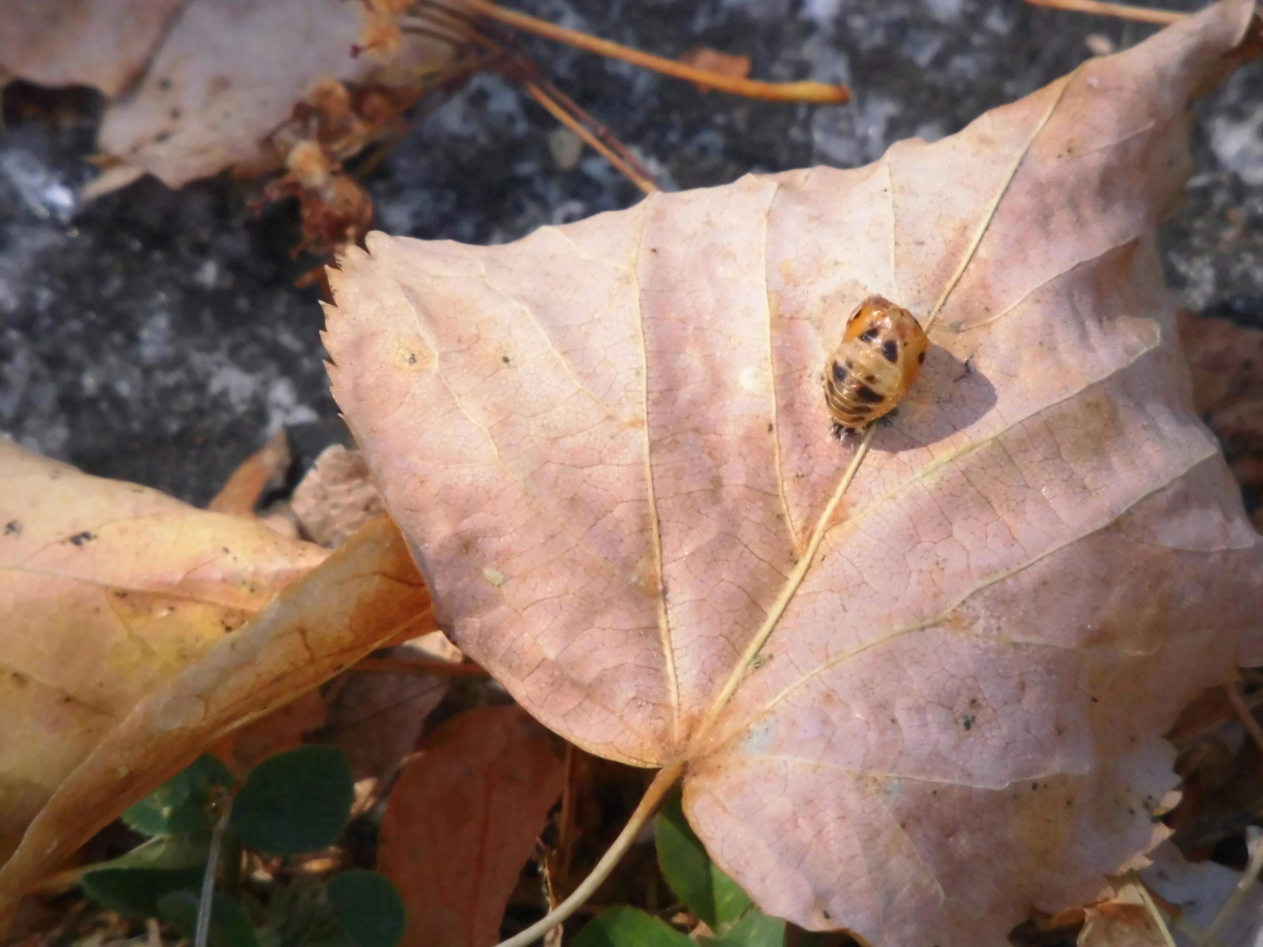 Free stock photo of autumn, bug, fallen leaves