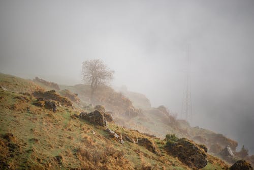 Bare Tree on Hill Under a Foggy Sky