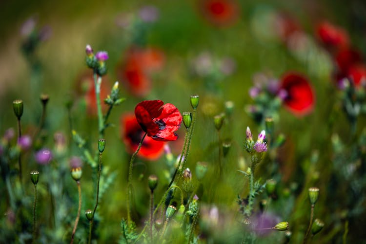 Close-Up Shot Of Red Common Poppy Flowers With Buds