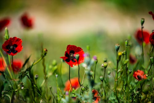 Papaver Umbonatum Flowers in Close-up Photography