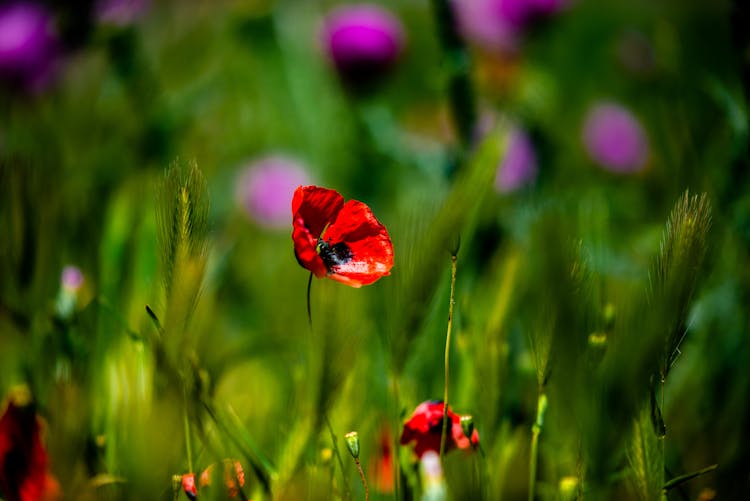 Red Common Poppy Flowers In Blurry Background