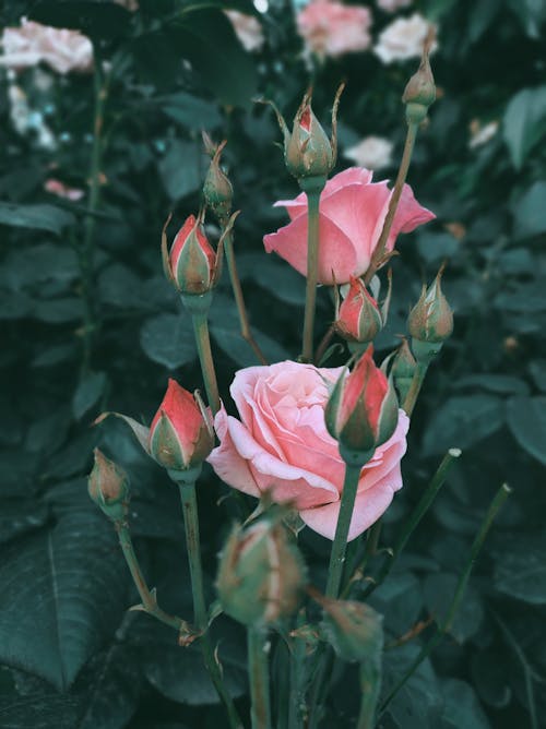 무료 긴, 꽃 사진, 꽃봉오리의 무료 스톡 사진
