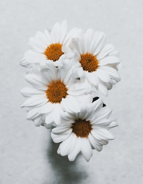 White Daisies in Close-Up Photography