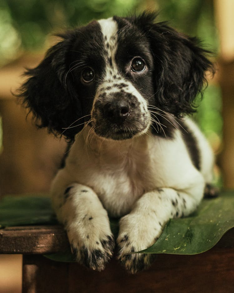 A Cute Dog With Black Spots