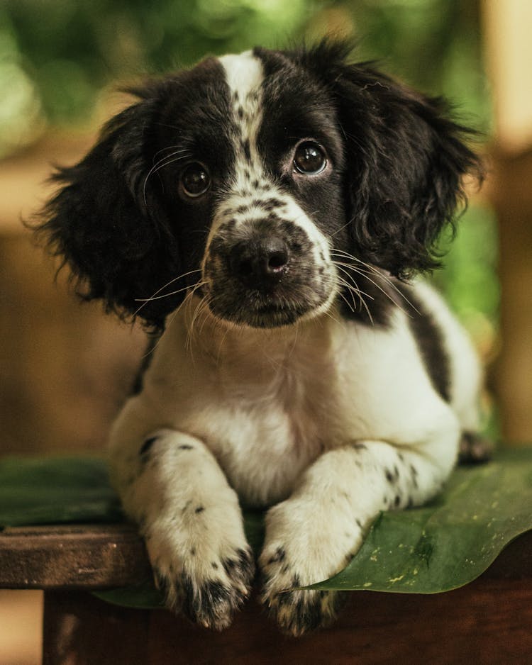 An Adorable Dog With Black Spots On It's Face