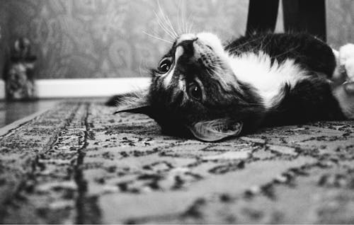 敷物の上に横たわっているタキシード猫の写真