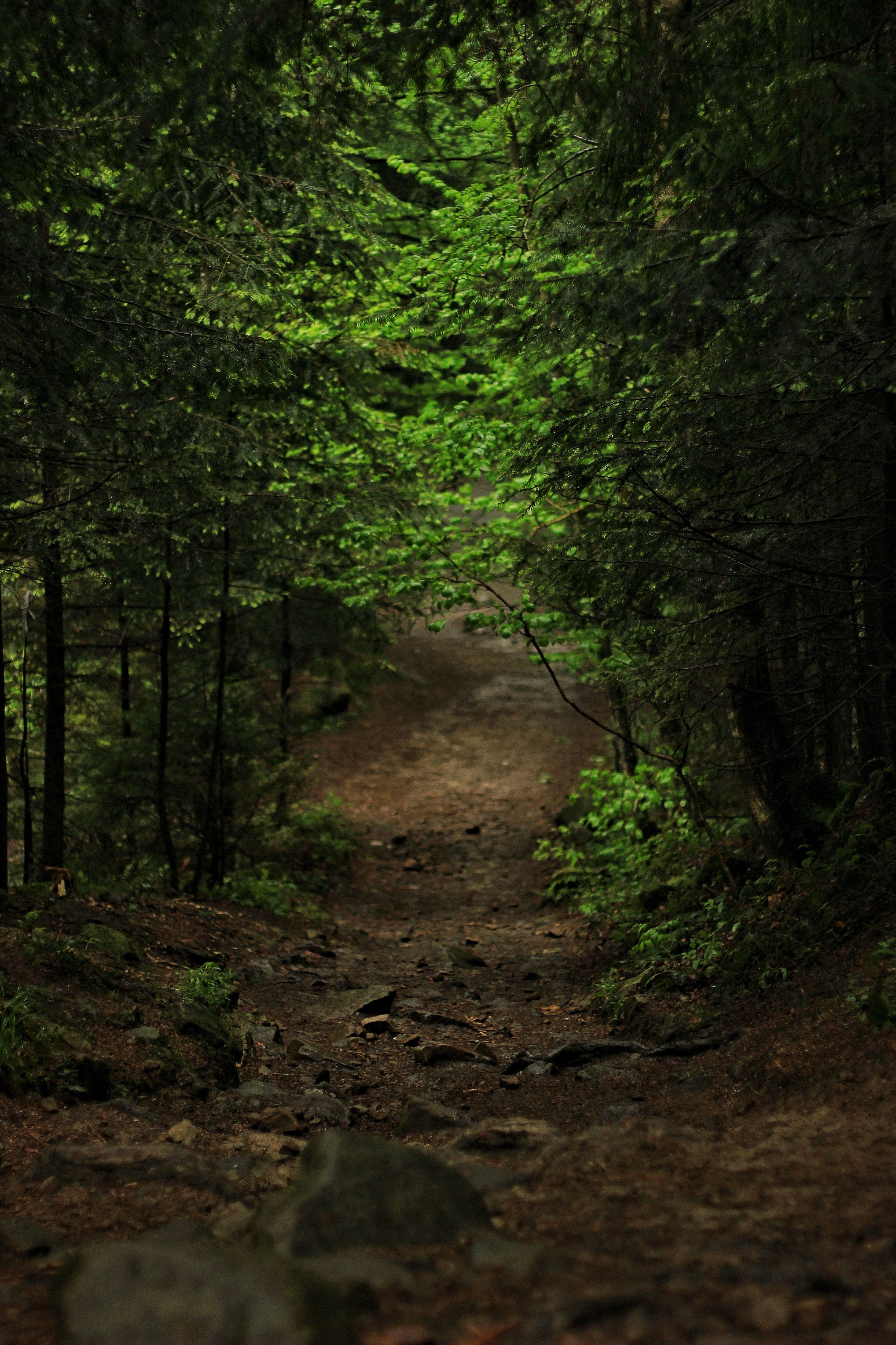 Discover tranquility on a lush green forest path surrounded by verdant trees and natural beauty.