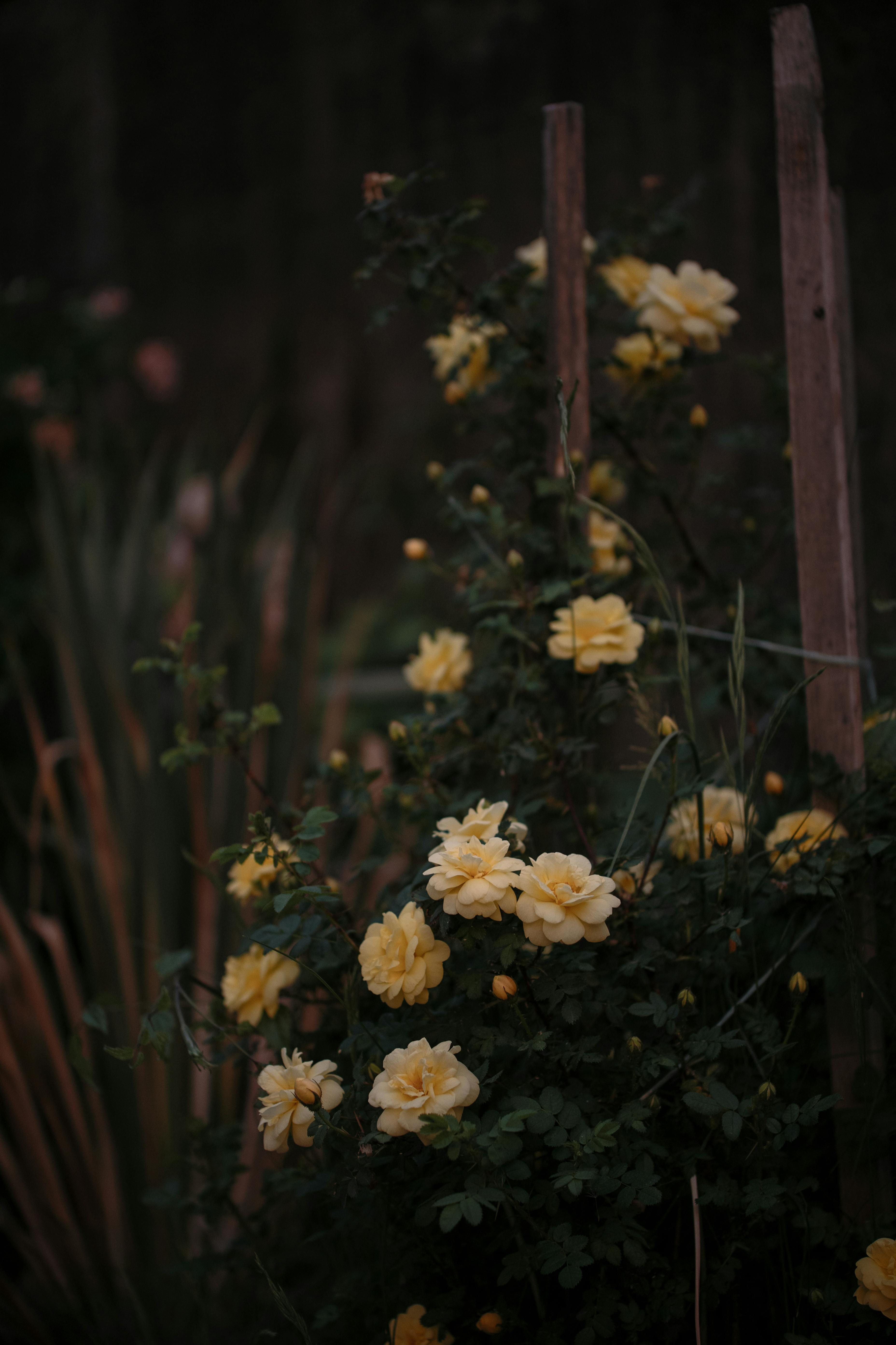 A cluster of vibrant yellow roses blooms against a dark, lush garden backdrop.