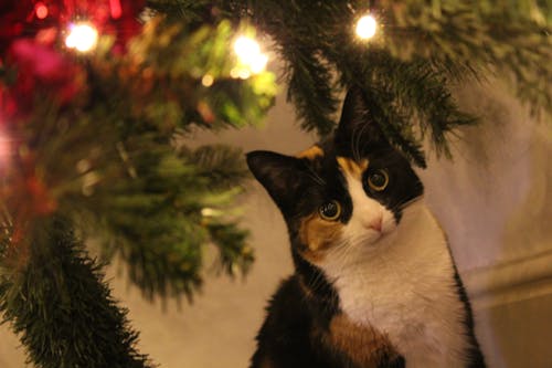 Ilmainen kuvapankkikuva tunnisteilla joulukuusi, jouluvalot, kissa