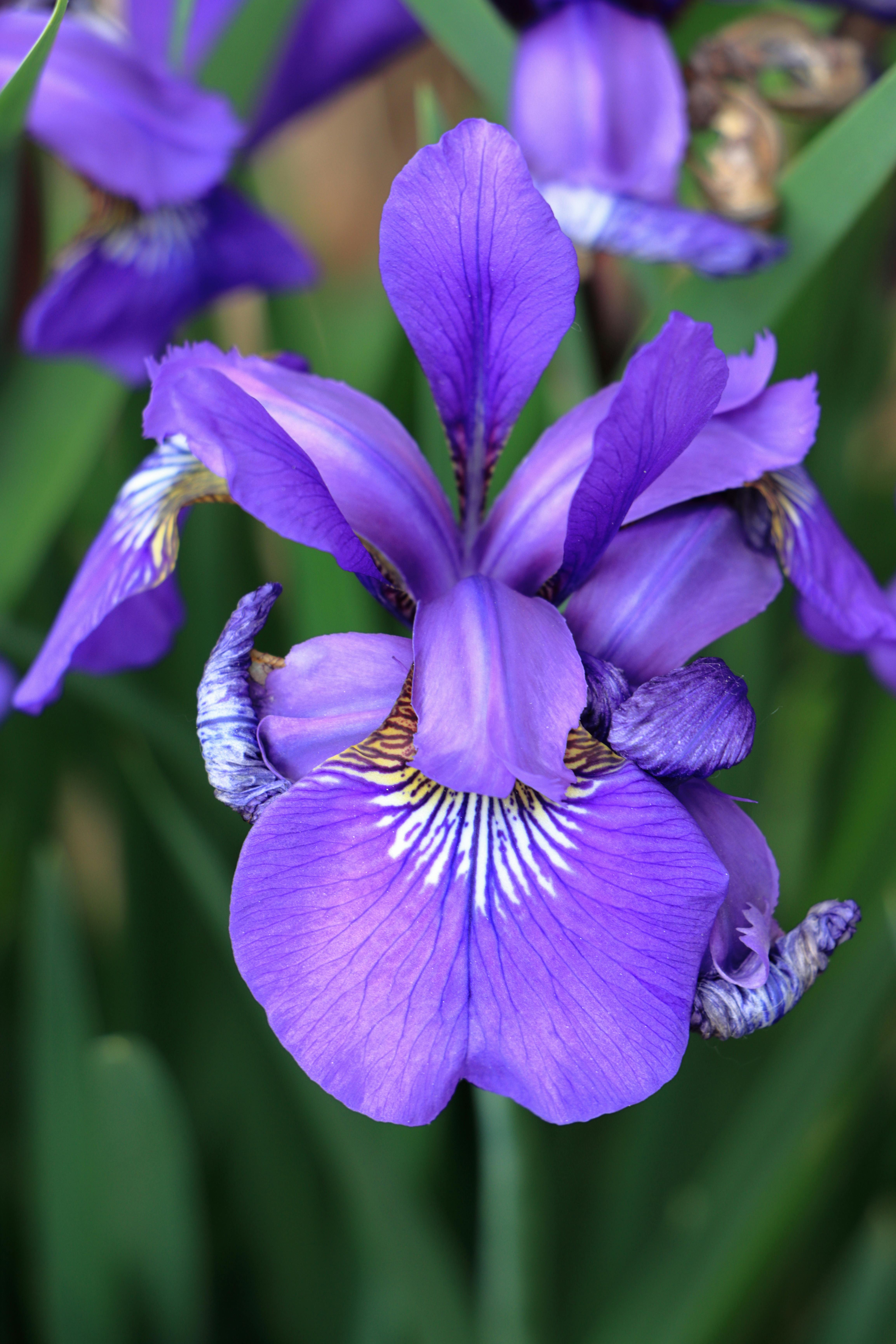 Iris Photos and Images & Pictures
