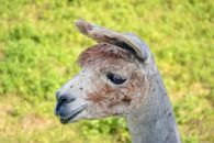 White and Brown Llama