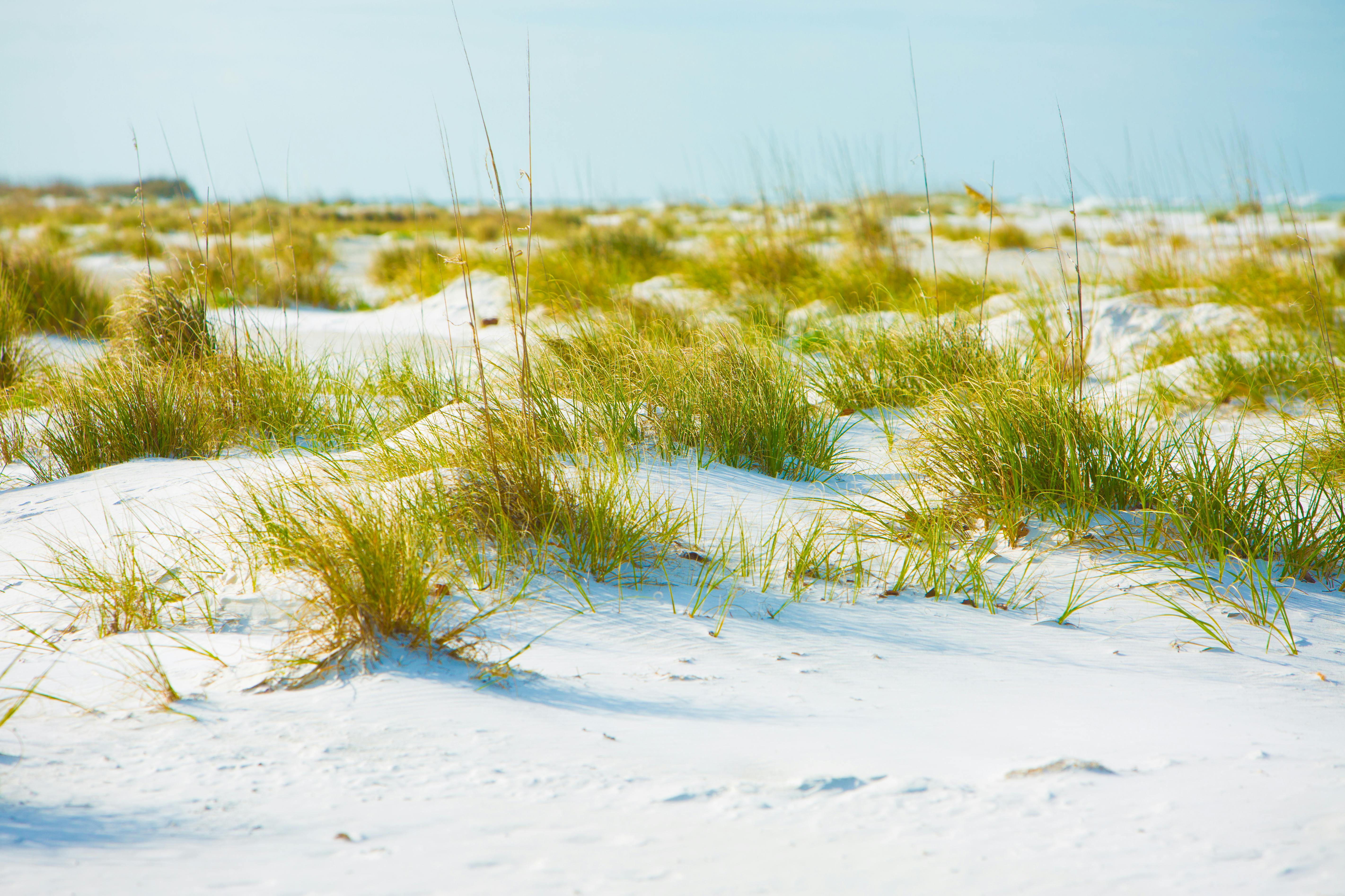 Photography of Grass on Sand · Free Stock Photo