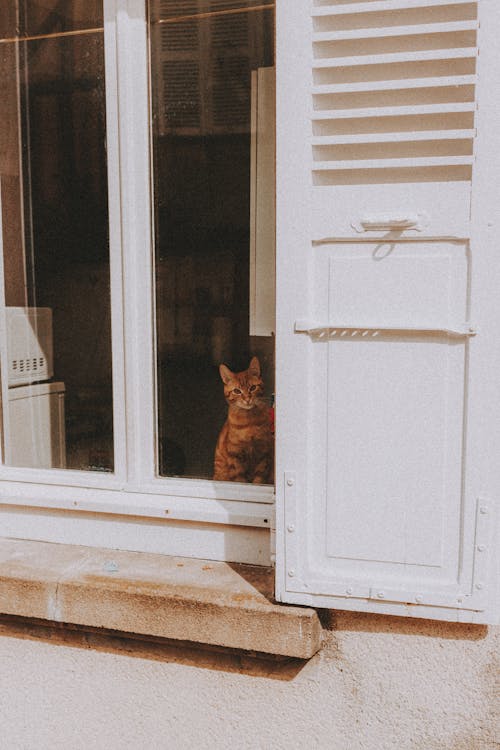 Orange Tabby Cat Looking Outside Through a Glass Window