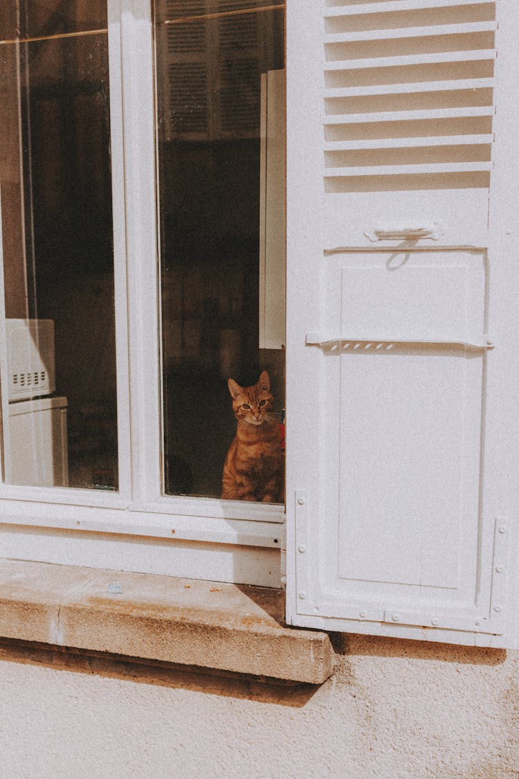 Orange Tabby Cat Looking Outside Through A Glass Window