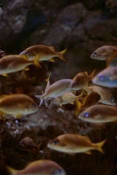 A mesmerizing view of a school of fish swimming in an underwater habitat.