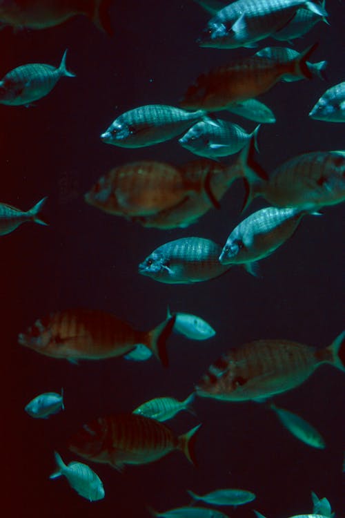 Close-Up Photo of a School of Fish
