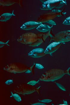 Group of vibrant fish swimming in an aquarium showcasing marine diversity.