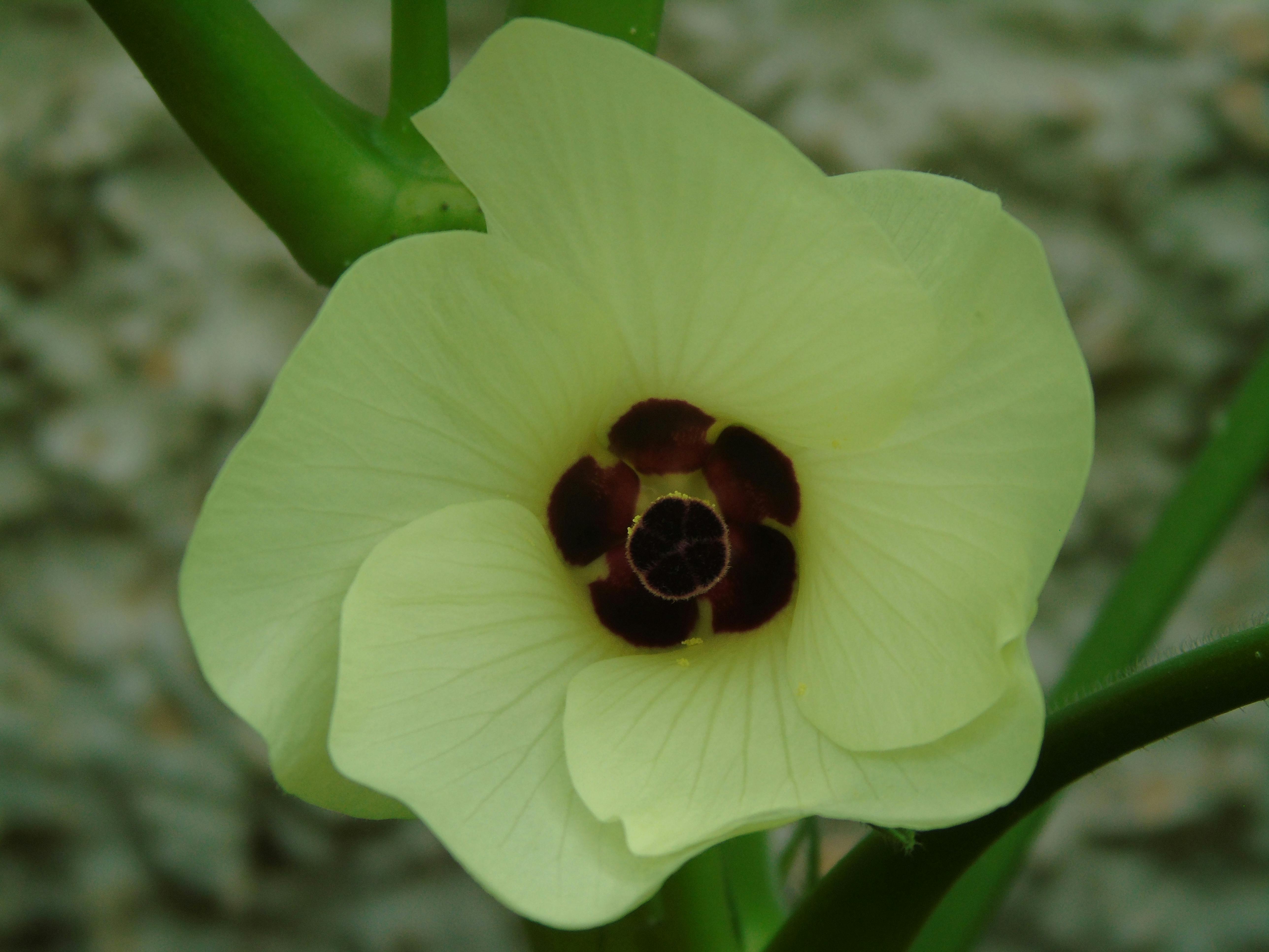 Free Stock Photo Of Flor Planta Fruta Okra Flor Amarela Flor Vegetal