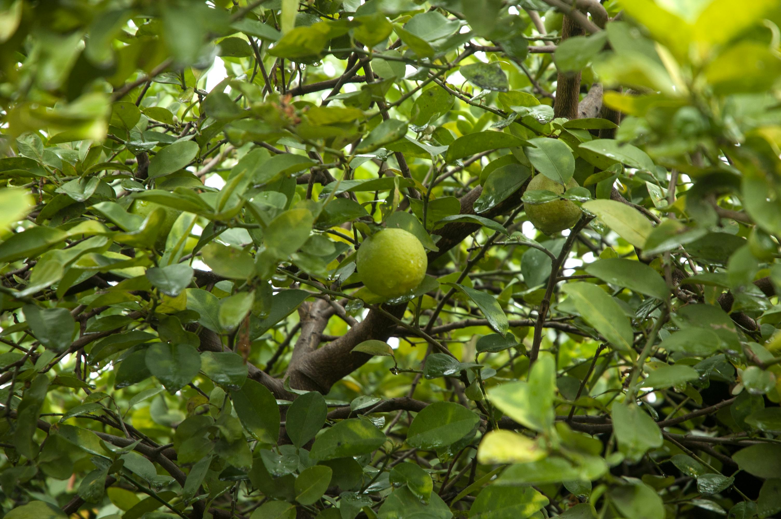 Free stock photo of citrus fruits, lemon, lemon tree