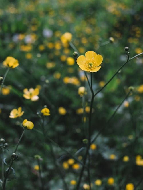 Close-Up Photo of Creeping Buttercup Flowers