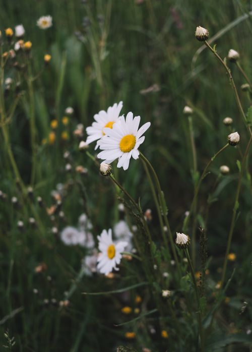 Free Close-up of daisies blooming in a green meadow during summer. Stock Photo