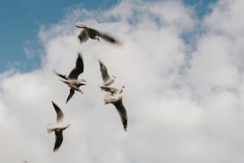Foto profissional grátis de animais selvagens, desfocado, gaivotas