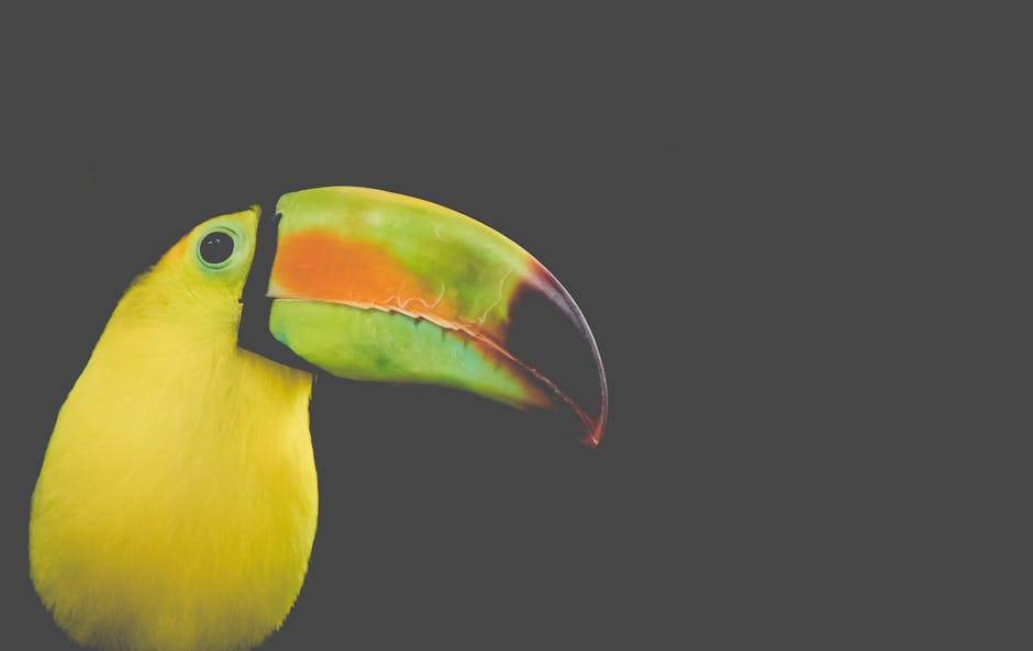 Close-up of a vibrant keel-billed toucan with colorful beak against a dark background.