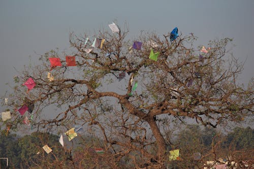 Free stock photo of festival, indian, kite