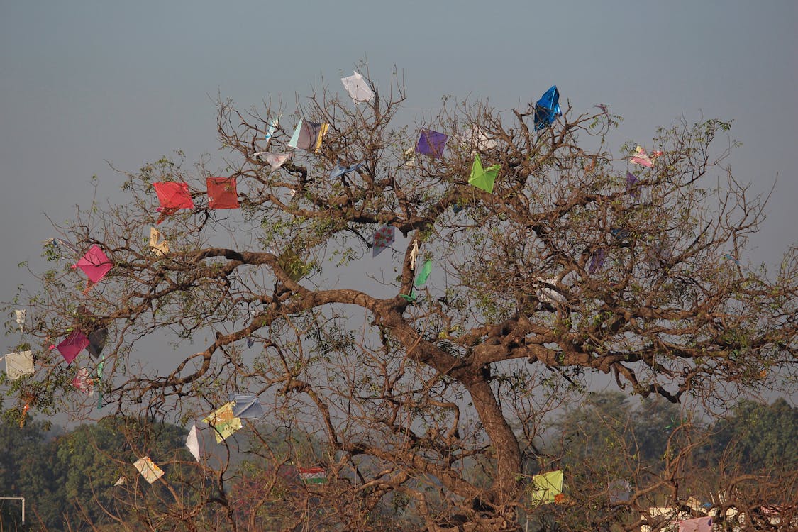 ağaç, Festival, Hintli içeren Ücretsiz stok fotoğraf