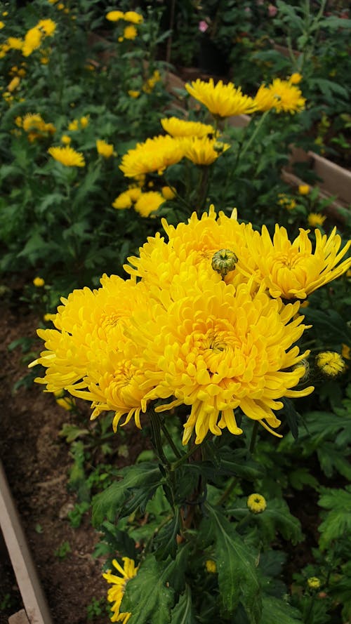 300.000+ ảnh đẹp nhất về Hoa Cúc Vàng · Tải xuống miễn phí 100% · Ảnh có  sẵn của Pexels