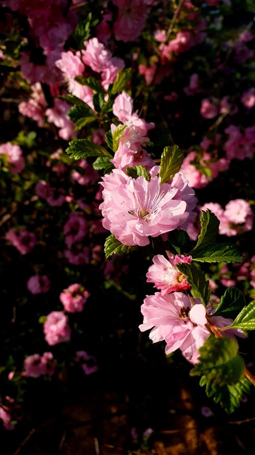 Gratis Foto stok gratis berwarna merah muda, bunga-bunga, ceri Foto Stok
