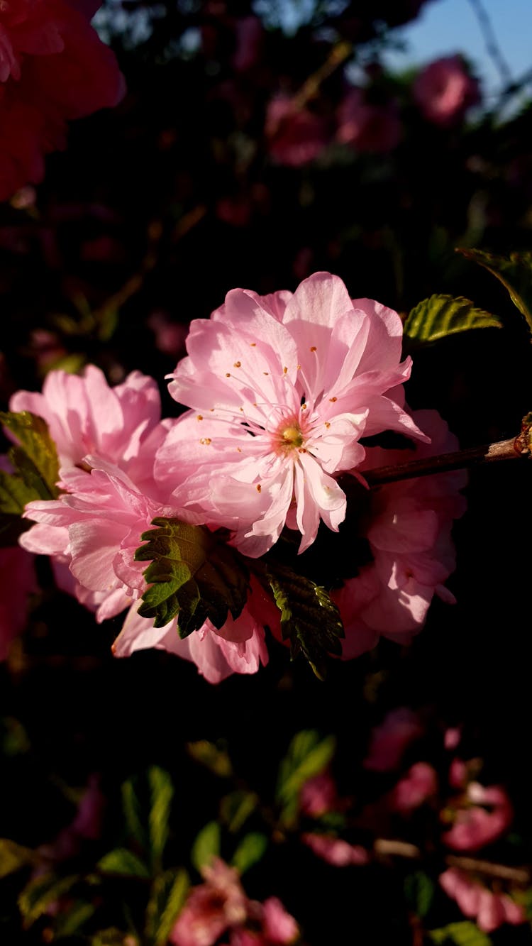 Cherry Blossom Flower In Macro Shot