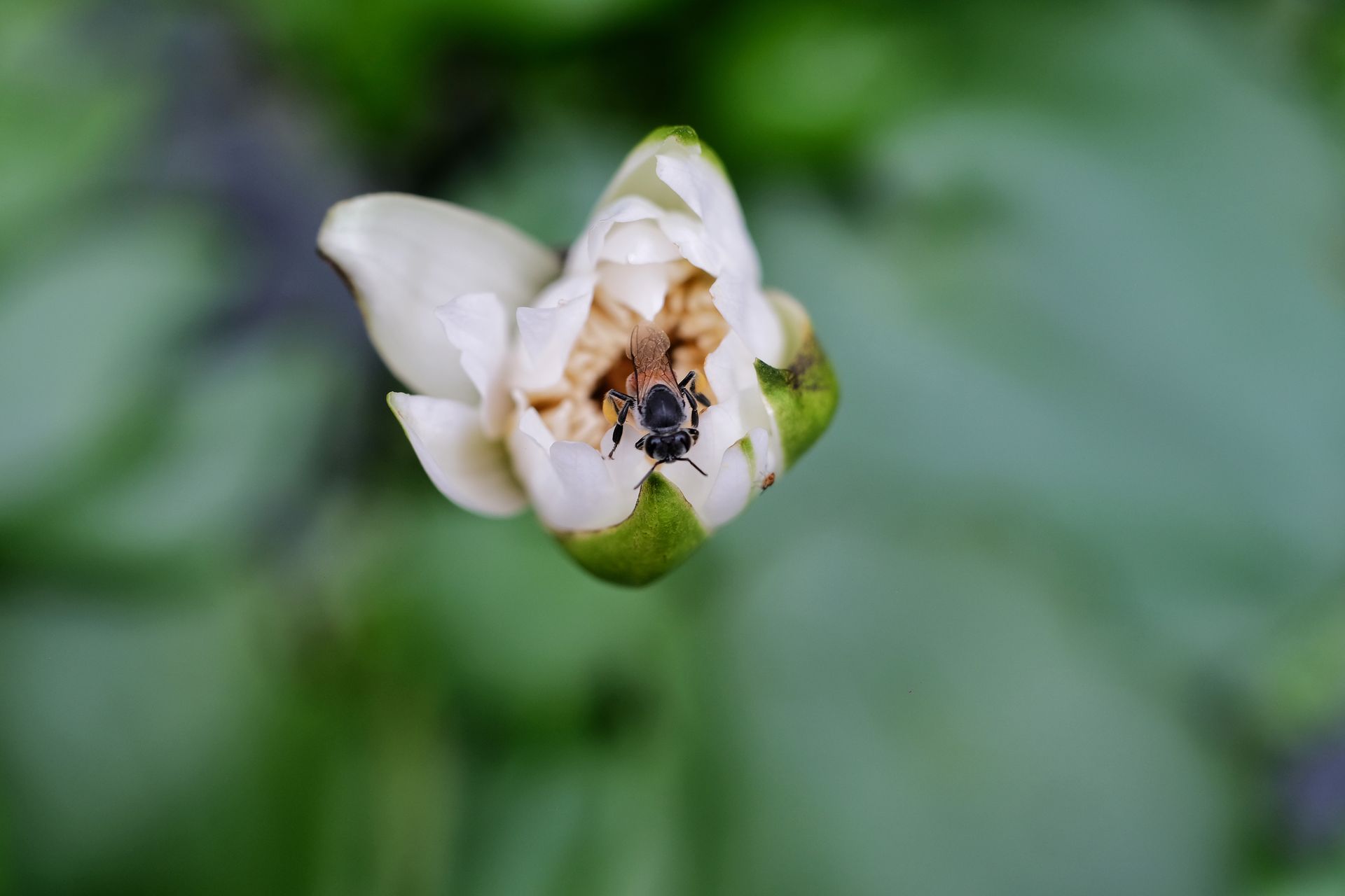 Wasp on White Flower