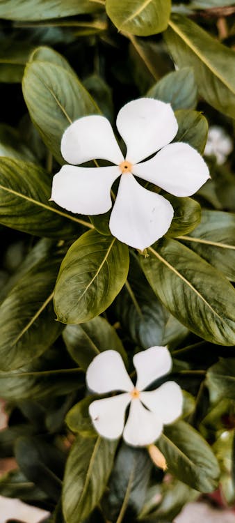 A White Periwinkle Flowers with Green Leaves