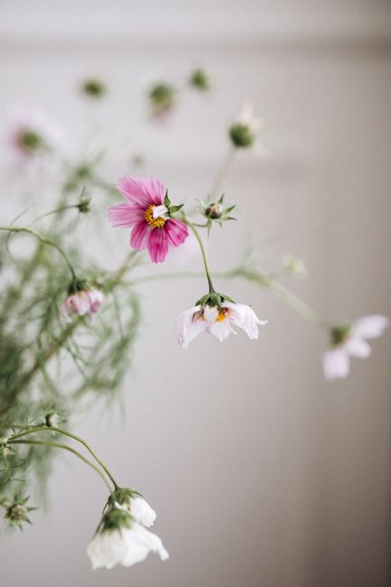 Close-up of pink and white cosmos flowers with green foliage on a soft white background.
