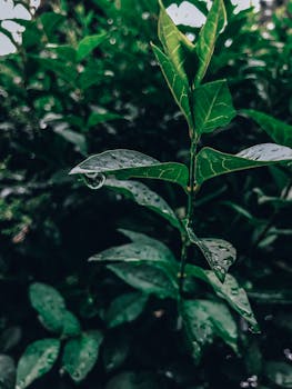 Close-up of vibrant green leaves with glistening water droplets after rainfall.