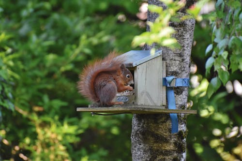 Free stock photo of animals in the wild, rodent, squirrel