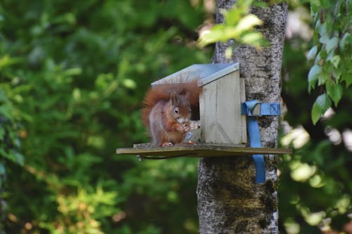 Free stock photo of animals in the wild, rodent, squirrel