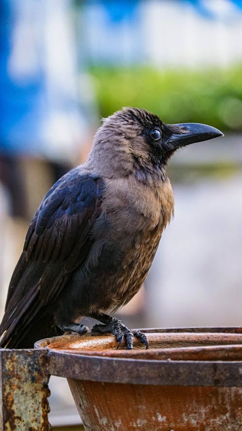 Bezpłatne Darmowe zdjęcie z galerii z @na wolnym powietrzu, czarny, czarny ptak Zdjęcie z galerii