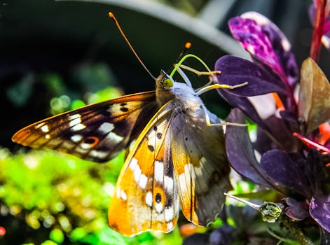 Free stock photo of nature, plants, insect, macro