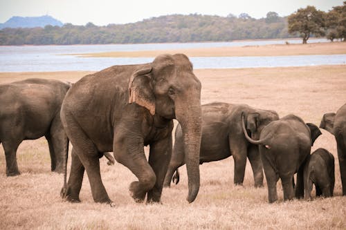 Kostenlos Kostenloses Stock Foto zu asiatischer elefant, braunes feld, elefanten Stock-Foto