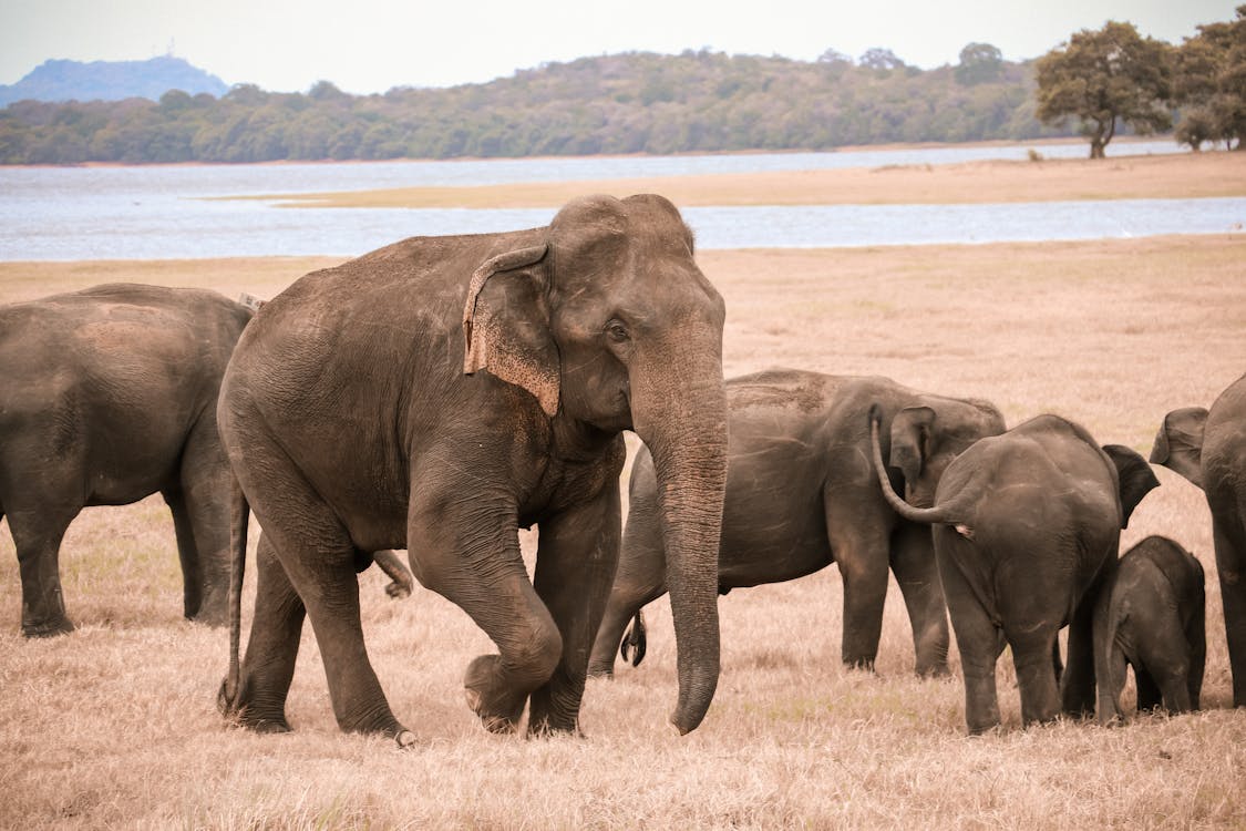 Free An Elephants on Brown Grass Field Stock Photo
