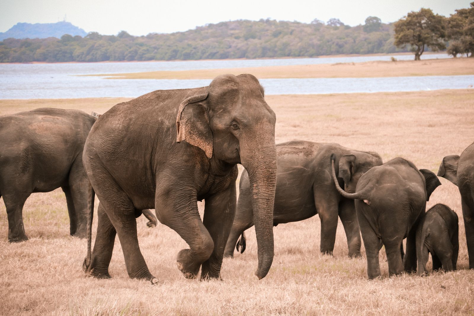 A herd of Asian elephants grazing beside a lake in Sri Lanka