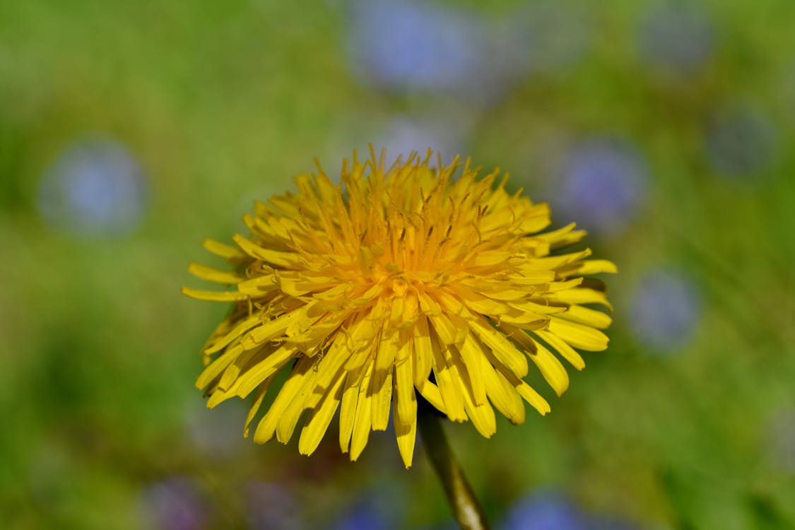 Foto stok gratis biji dandelion, bunga dandelion, bunga kuning