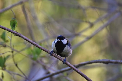 Free stock photo of small bird, songbird