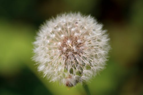 White Dandelion in Close Up Photography