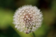 White Dandelion in Close Up Photography