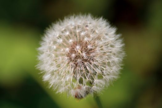 White Dandelion in Close Up Photography