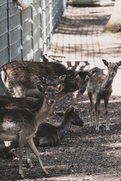 Free Herd of Deer on Green Grass Field Stock Photo